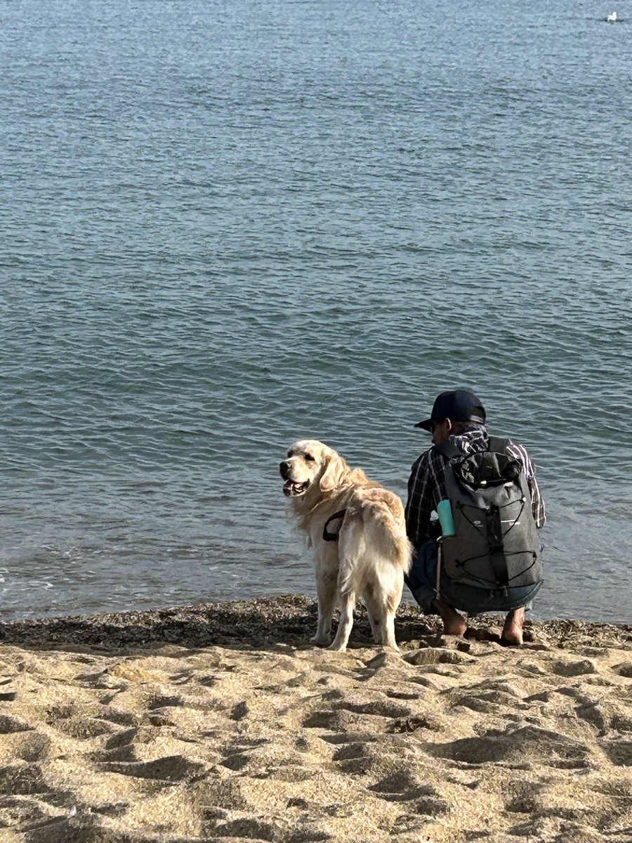 NachoTheGoldie's tweet photo. The beach was inviting but water was too big and noisy to have fun. So I a long, deep look inside and said no 🐶 #FluffyButtFriday #grc ⁦@GoldretrieverUS⁩ https://t.co/vEKyyKwDNS