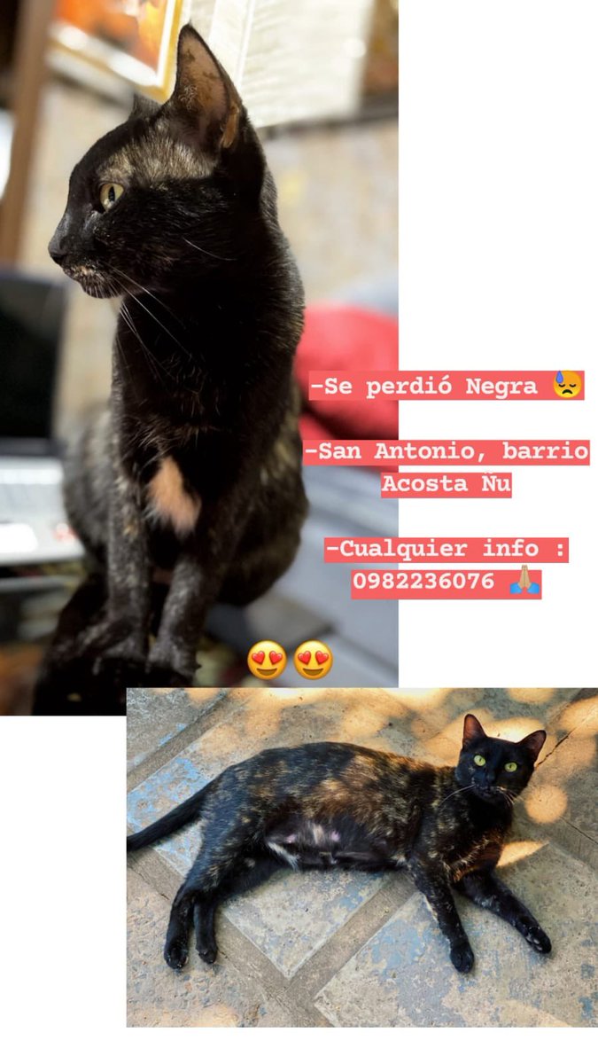 leilajazming15's tweet photo. Ella es Negra, mi gatita desde hace 10 años, la mitad de mi vida. Ella creció conmigo y siempre me acompañó en todo, los que me conocen saben lo mucho que la amo. 
Te pido un rt para ayudarme a encontrarla, de por ahí alguien la vio y se contacta conmigo. No pierdo la esperanza😔 https://t.co/NskkT6gfb2