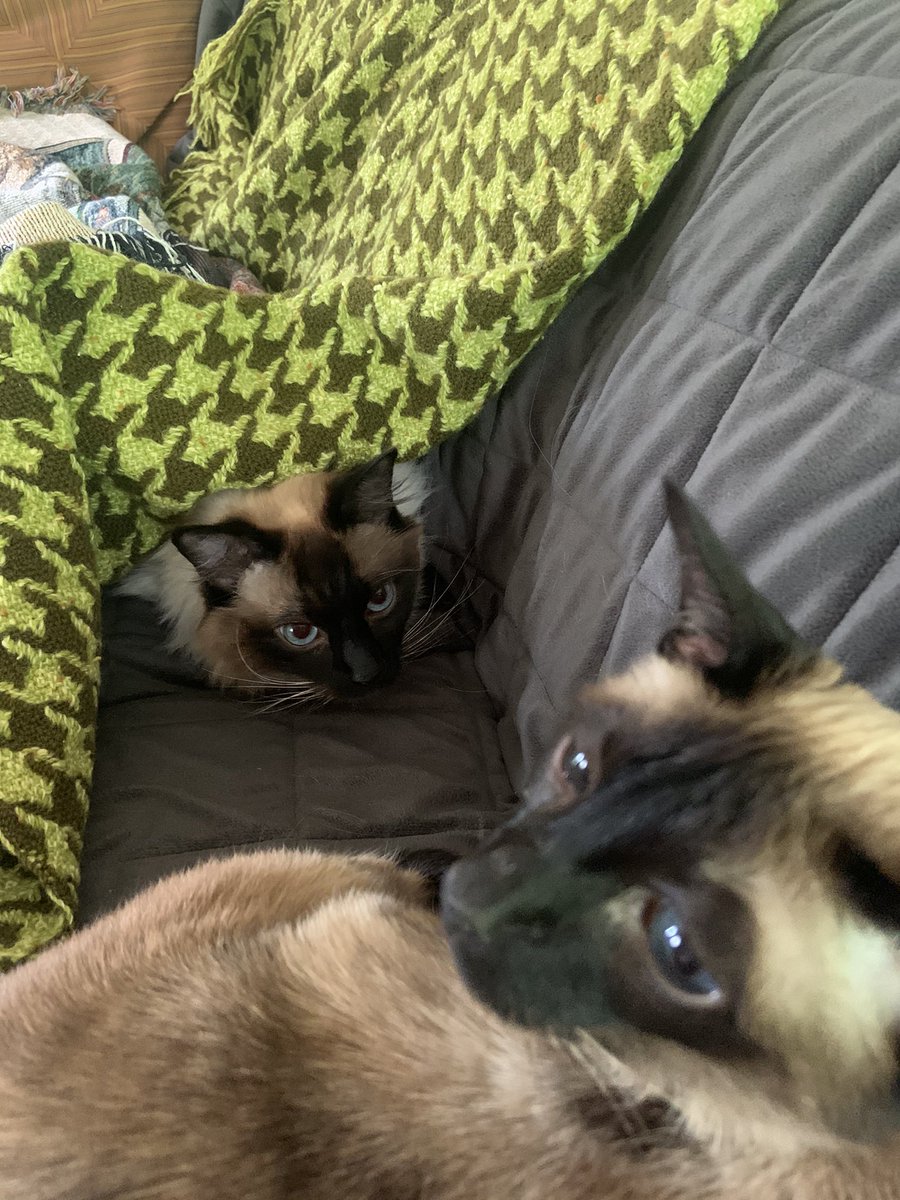 HeidiHormel's tweet photo. @michaelscat2 Title: Weary of young cat companion. https://t.co/XQM9xxc9DJ