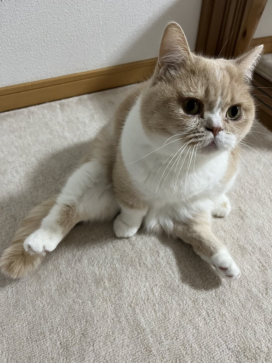 neru_0515's tweet photo. これって何座りって言うんですか？🤔

#猫好きさんと繋がりたい
#マンチカン https://t.co/MTGhHoJ7sa
