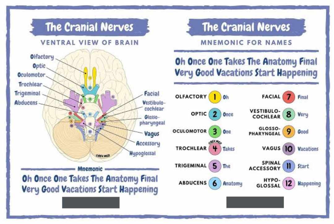 Cranial_Nerve_Mnemonics🧠
#nerves #brain #nervoussystem #anatomy #health #anxiety #neurology #medicine #muscles #nerve #nervepain #pain #nervous  #physiotherapy #surgery #spine #medical #neuropathy  #treatment  #chiropractic  #neuroscience #neckpain #chronicpain #nervedamage