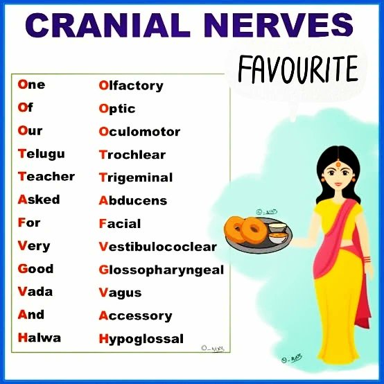DoctorRaj05's tweet photo. Cranial_Nerve_Mnemonics🧠
#nerves #brain #nervoussystem #anatomy #health #anxiety #neurology #medicine #muscles #nerve #nervepain #pain #nervous  #physiotherapy #surgery #spine #medical #neuropathy  #treatment  #chiropractic  #neuroscience #neckpain #chronicpain #nervedamage https://t.co/QwA3fL8mca