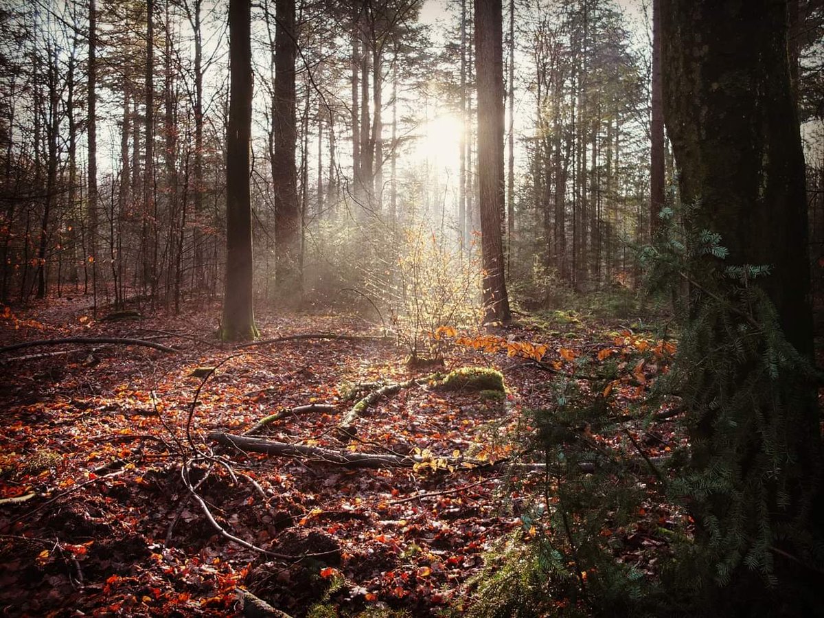GroenePeter's tweet photo. Zon in het bos #ruigeveld #ermelo #veluwe https://t.co/Yyk7K5qxA2