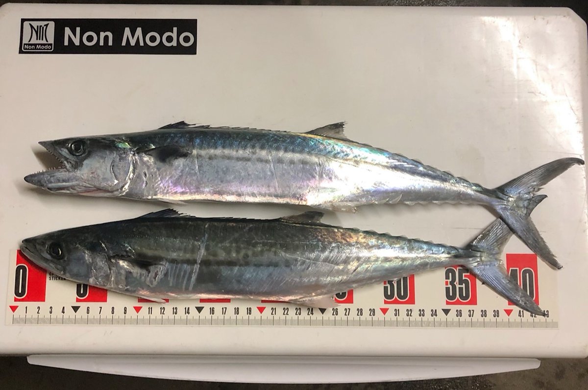 NonModo1's tweet photo. こんばんは テスターのTATSUKI @takki22angler です。
冬の日本海側は激寒ですが海の中は激熱かも🤔
釣行する前は雨(雪)風・潮汐のみならず波高も確認して行きましょうね
#NonModo
#お客様に最も近い釣具屋 https://t.co/QN2hmz0ILF