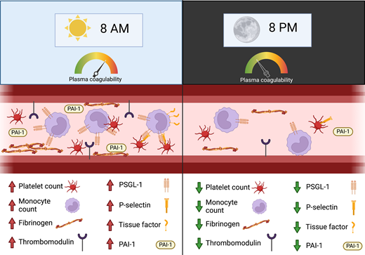 Portland Press (@pppublishing) on Twitter photo What is immunothrombosis and how do circadian rhythm disruption, stress and age contribute to unbalancing haemostasis? <a href="/PrestonLab_RCSI/">Preston Lab</a>, <a href="/curtisclocklab/">Annie Curtis - Clock Lab RCSI</a> & team at <a href="/RCSI_Irl/">RCSI</a> discuss here in new open access #ClinSci review doi.org/10.1042/CS2022… What is immunothrombosis and how do circadian rhythm disruption, stress and age contribute to unbalancing haemostasis? <a href="/PrestonLab_RCSI/">Preston Lab</a>, <a href="/curtisclocklab/">Annie Curtis - Clock Lab RCSI</a> & team at <a href="/RCSI_Irl/">RCSI</a> discuss here in new open access #ClinSci review doi.org/10.1042/CS2022…