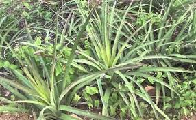 DeputadoBacelar's tweet image. #FloraBrasileira #Caatinga #Macambira