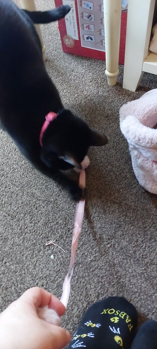 AbiFowler's tweet photo. @marksandspencer  Please source better quality slippers next Christmas? 2 years now, the slippers I've been gifted have had the Fluffy balls off the back split or fall off... I still love my slippers, but please source better quality! On the plus side, my cat has a new toy... https://t.co/wCVYEd30o2