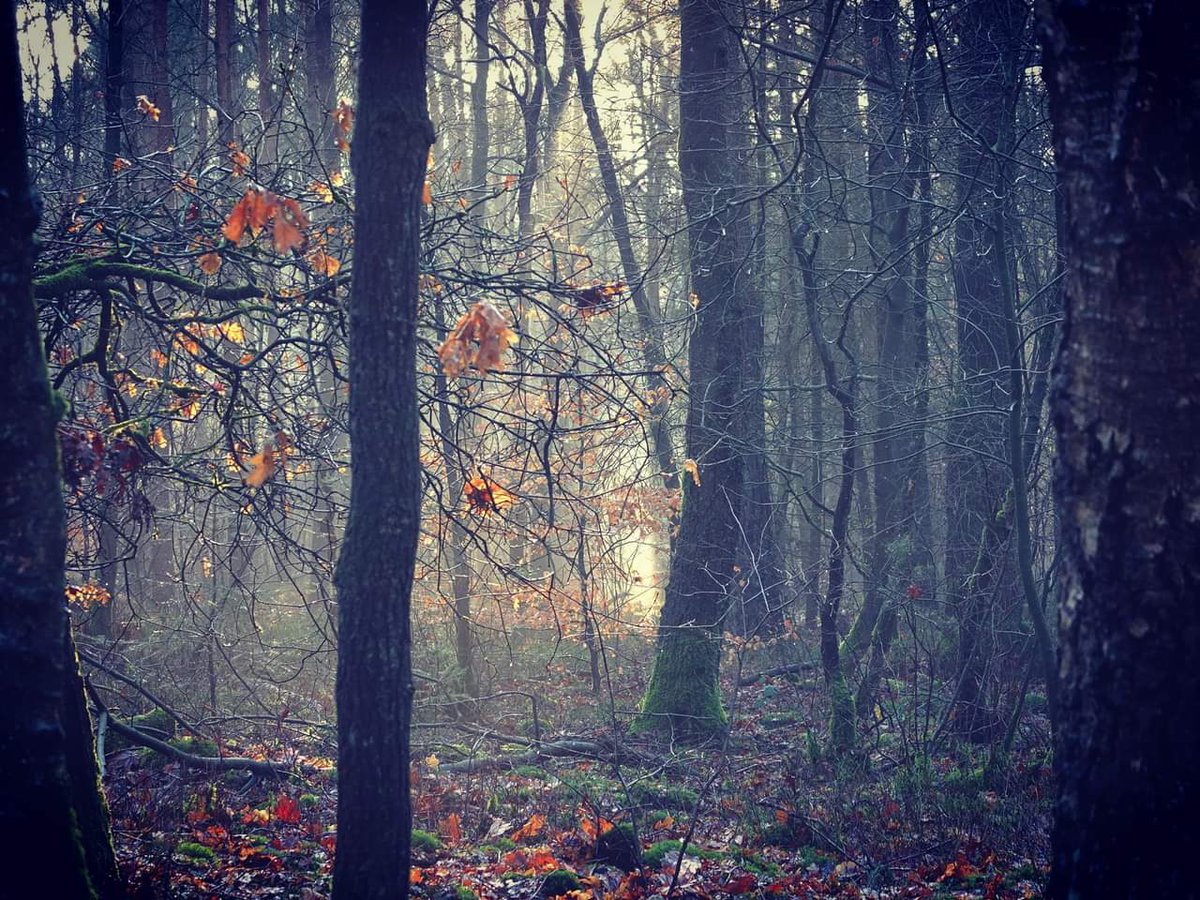 GroenePeter's tweet photo. Zomaar even een blik opzij into the woods #ermelo #ruigeveld https://t.co/0pDPQB31na