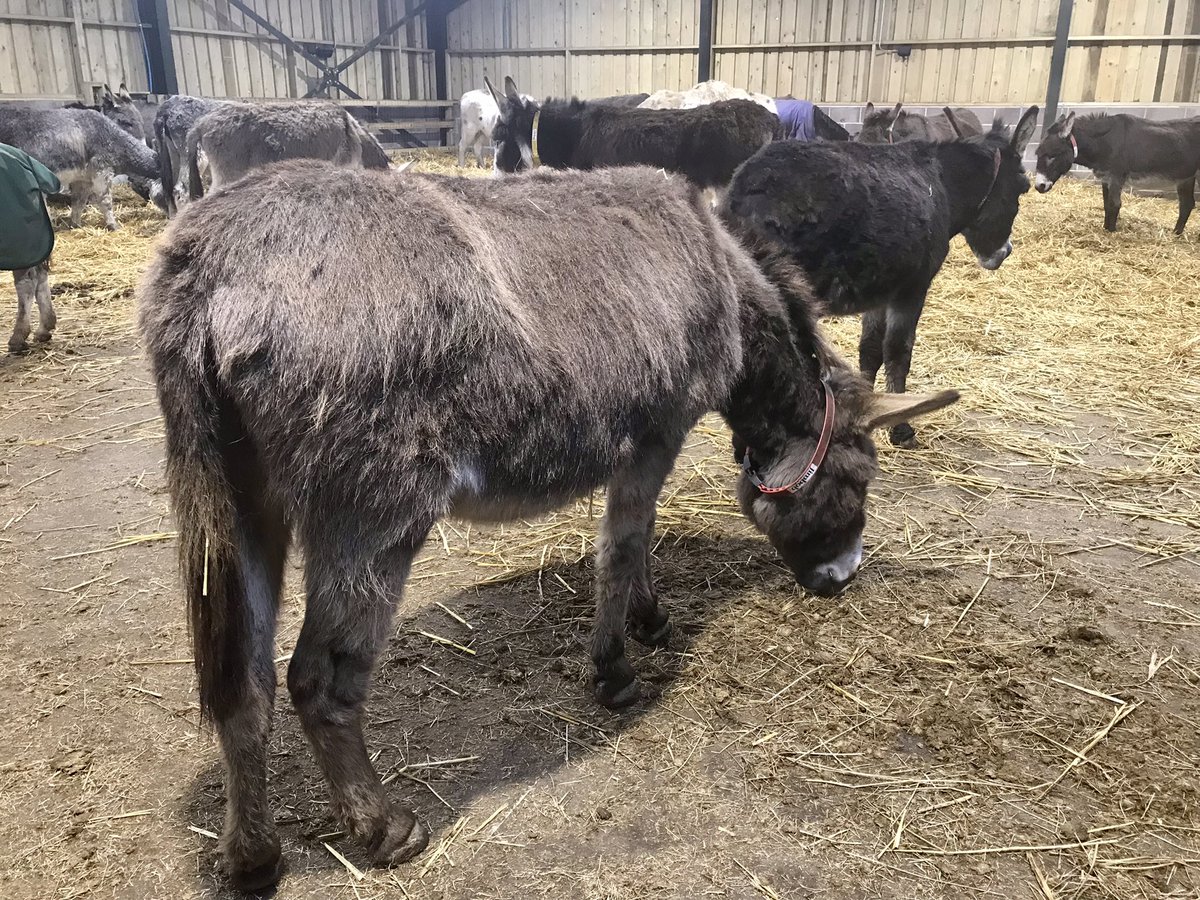 Zakitina_Lily's tweet photo. @iowdonkey enjoyable wander around the sanctuary this morning and glad to see the #donkeys are doing the sensible thing and staying inside π#wroxall #IsleofWight @VisitIOW @jaymarno9 https://t.co/Km2RZFmreU