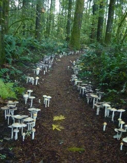 A mushroom path that must surely lead to Faerie