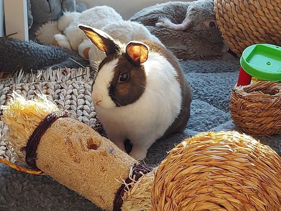 SNORSSanctuary's tweet photo. CAN YOU HELP?

We are currently looking for foster carers. 

We specifically need an indoor foster carer, someone with a spare room away from other pets. Must be within 45 mins drive of Warrington and have your own transport.

Please contact the page if interested. https://t.co/pGPhXgyvwM