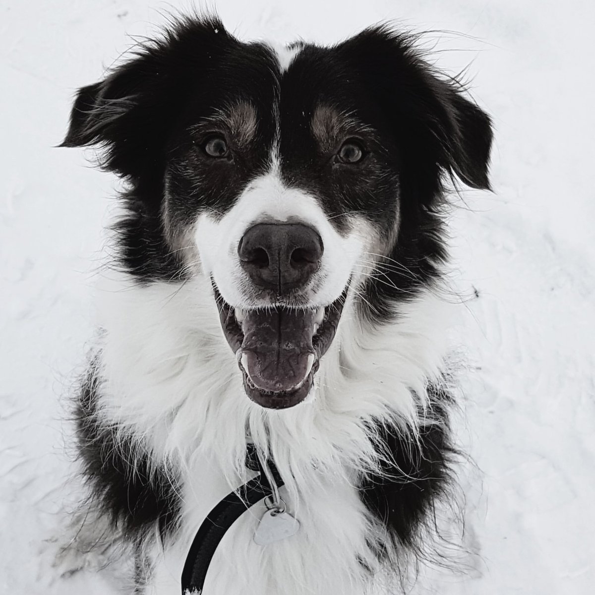 KerryB89's tweet photo. Komm gut über die 🌈 mein lieber 😭❤️ du warst für mich der beste Hund den man sich hätte wünschen können auch wenn du deine Ecken und kanten hattest. Ich werde dich so unfassbar vermissen 😭 18.03.2014 - 05.01.2023 https://t.co/D3lSTsdqTI