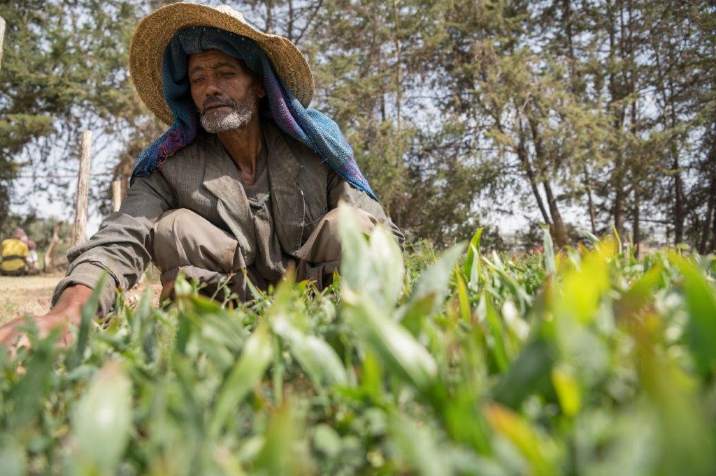 allwecanuk's tweet photo. @AdhenoO produces tree seedlings and community #training in #afforestation:

✅ Income-generation 
✅ tackling #desertification 
✅ Improving #biodiversity

[📸 Wuhibe weeds seedlings at Debrebirhan, #Ethiopia] https://t.co/Rd76T2quvZ