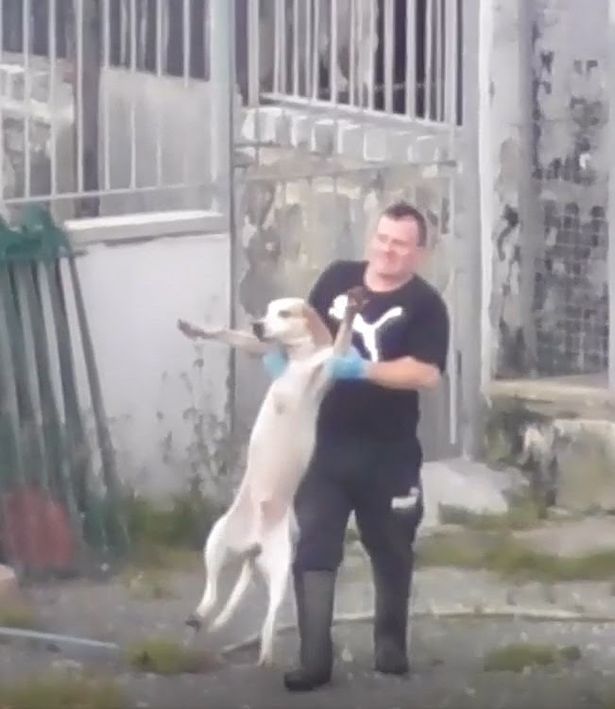 Please retweet, David Thomas and his son Carwyn Lloyd Fazakerley of  #Gwynedd #WALES 

Found guilty of abusing 29 dogs and 2 ferrets, Thomas already had an 8 year ban so received 24 weeks in jail, the son received 160 community hours and £600 fine

dailypost.co.uk/news/north-wal…
#dogs
