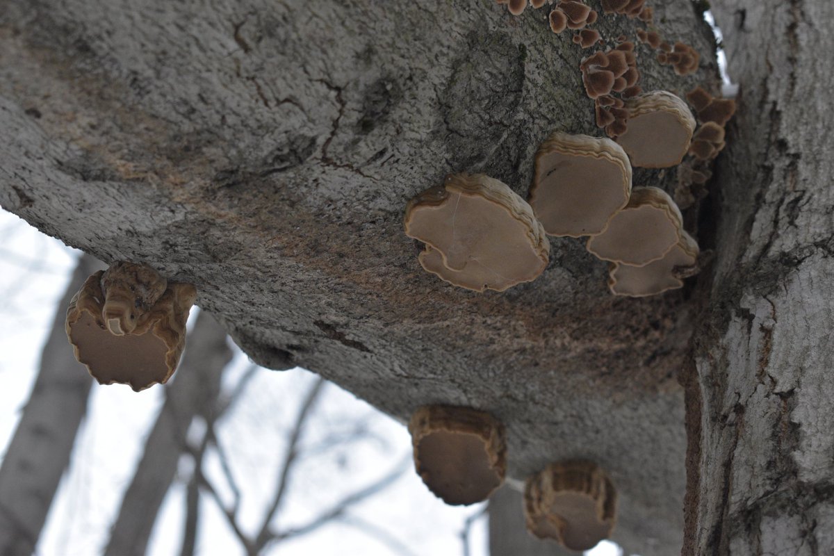 GreatLakesFungi's tweet photo. I've yet to find a better spot for conks (+all manner of fall jellies) in Michigan, than the entrance to Petoskey State Park, near the ranger station.

#conks #fungi #mushrooms #mycology #mushroomtwitter #photography #TwitterNatureCommunity #Michigan #hiking #forest #trees https://t.co/DIdYG2FWav