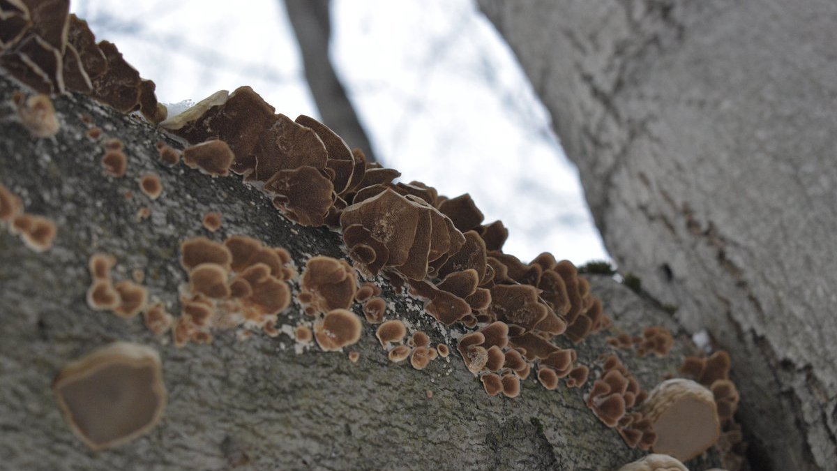 GreatLakesFungi's tweet photo. I've yet to find a better spot for conks (+all manner of fall jellies) in Michigan, than the entrance to Petoskey State Park, near the ranger station.

#conks #fungi #mushrooms #mycology #mushroomtwitter #photography #TwitterNatureCommunity #Michigan #hiking #forest #trees https://t.co/DIdYG2FWav