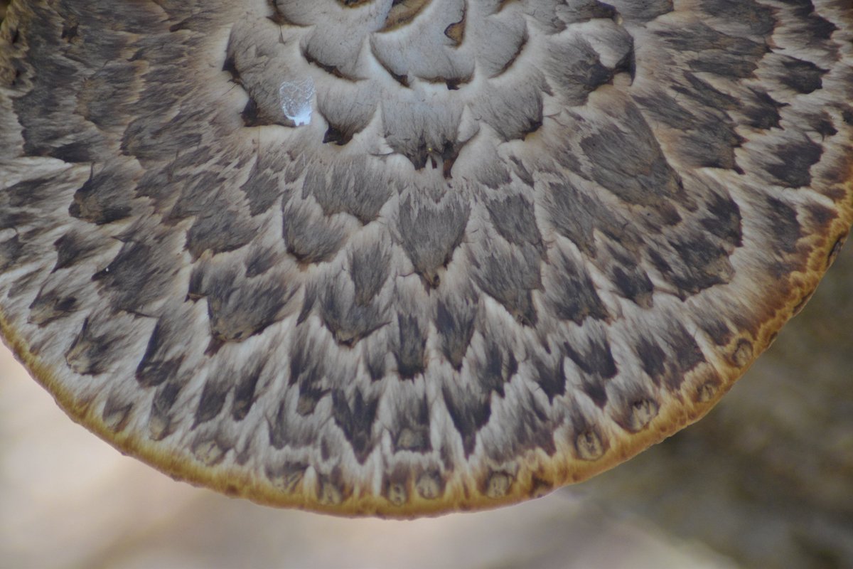 Great Lakes Fungi 🍄 on Twitter "Dryad's Saddle in East Lansing