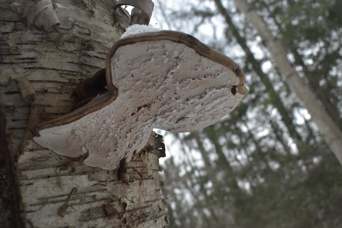 GreatLakesFungi's tweet photo. Same Artist's Conk in the Petoskey area - different seasons.

#conks #fungi #mushrooms #mycology #mushroomtwitter #photography #TwitterNatureCommunity #Michigan #hiking #forest #trees https://t.co/85jMKbk1zn