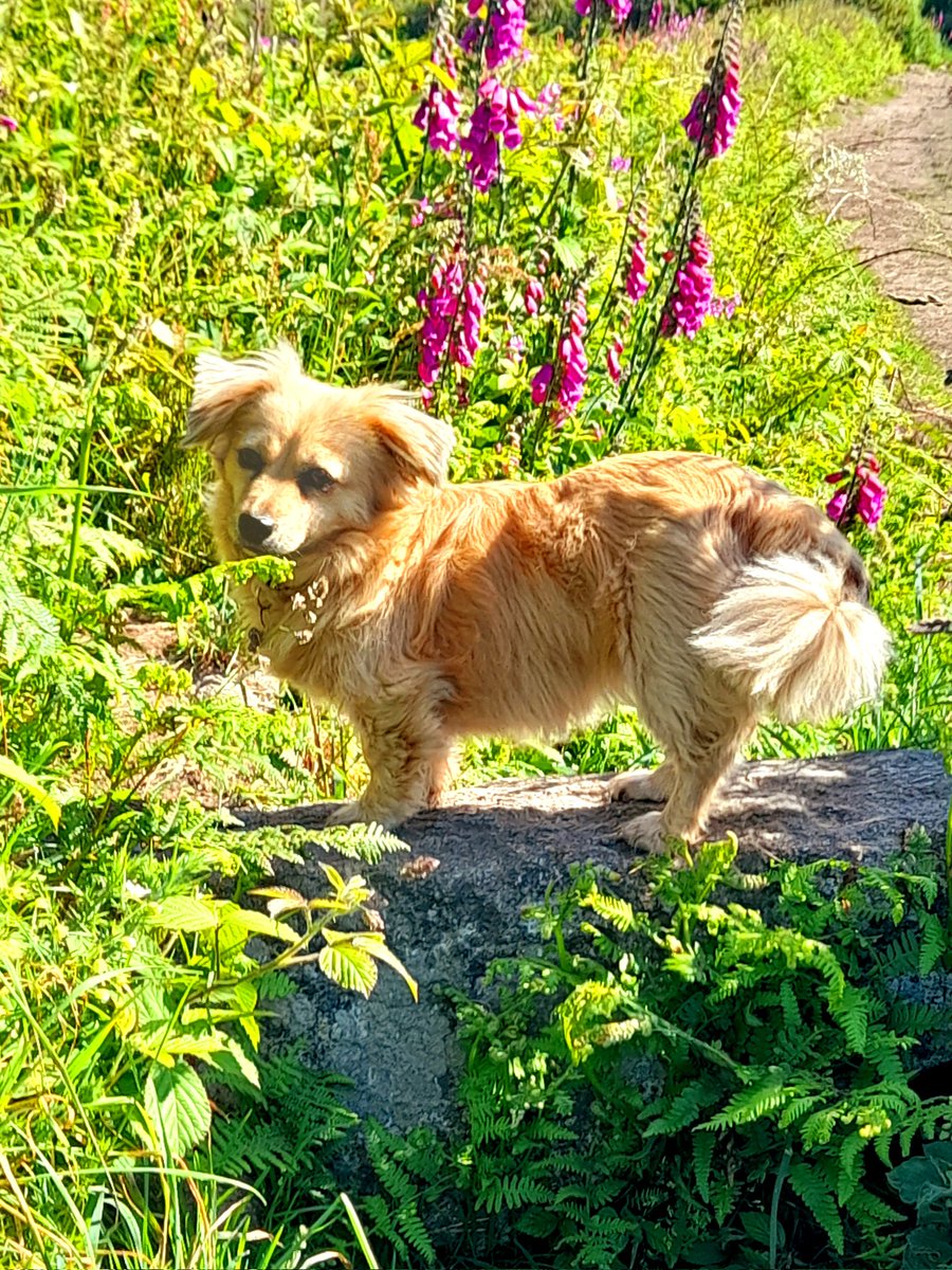 gnome_alice's tweet image. This is Willow, our Romanian rescue. Very timid on arrival, settled into home quickly, remained extremely wary outdoors much longer
Still has residual anxieties, which we work around, but nearly four years on she is an absolute delight
Love security and time will get Sophie there