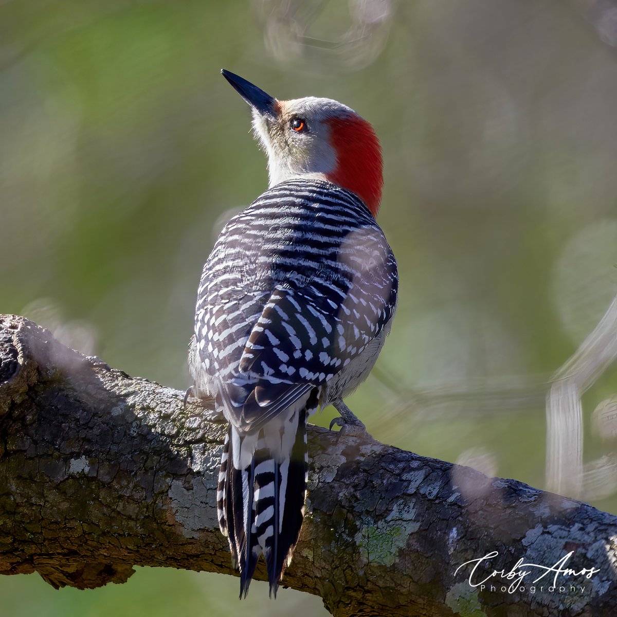 I sat at in the sun a little this week too. Felt awesome! Red-bellied Woodpecker.
.
.
#birdphotography #birdwatching #birding #BirdTwitter #twitterbirds #birdpics #redbelliedwoodpecker