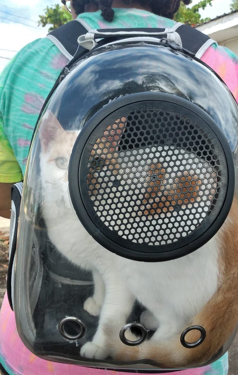 HausofKatzen's tweet photo. Happy Caturday. I'm ready for ADVENTURE! - Doc McFluffins #CatsOfTwitter #CatsOnTwitter #catsofinstagram #catbackpack #Caturday https://t.co/LnWUsYImkZ