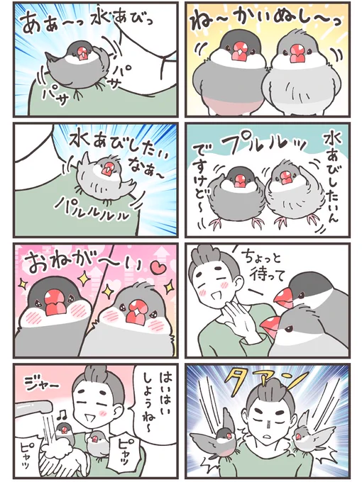 うちの文鳥は夫の手で水浴びしてます。
なお、水浴びできれば私の手でもOKなようです。

#漫画が読めるハッシュタグ 