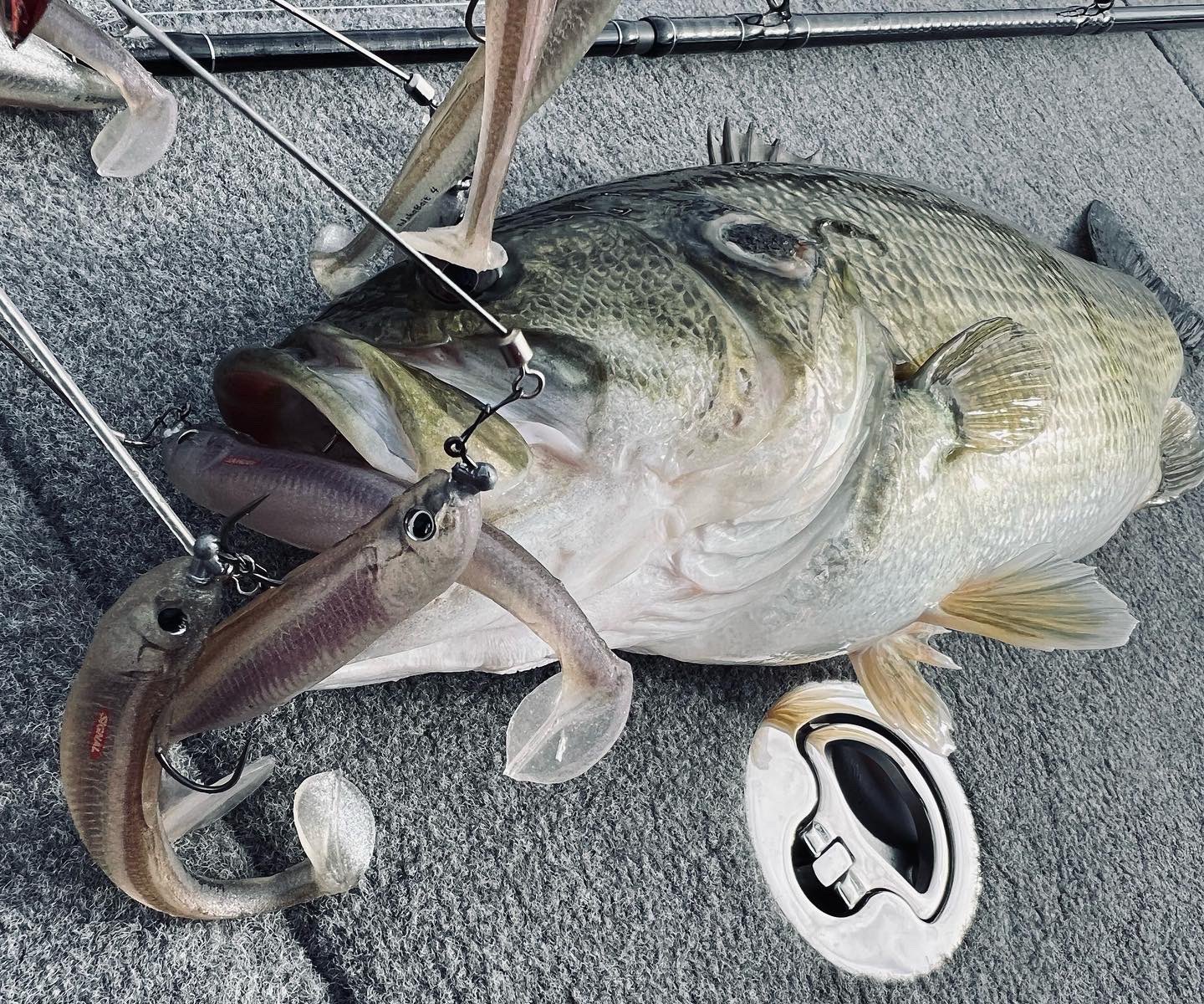 奥田 学 on Twitter: "昨日は午後から琵琶湖さんに初釣りのご挨拶に、、シグナル2023新製品ワカベイトでデカバス連発で気持ちの良いスタート。  #釣具 #フィッシング #釣具 #ルアー https://t.co/IX5uMr0EjS" / Twitter