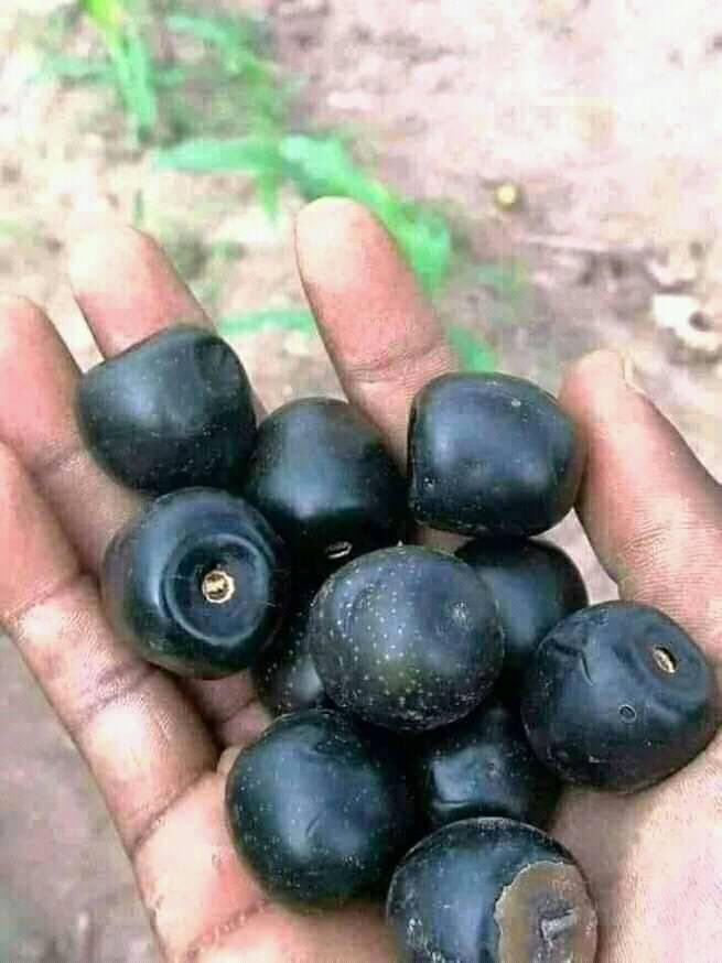 Fulani_Tutor's tweet photo. What do you call this in English and tor native Language? https://t.co/7HnQXagUJf