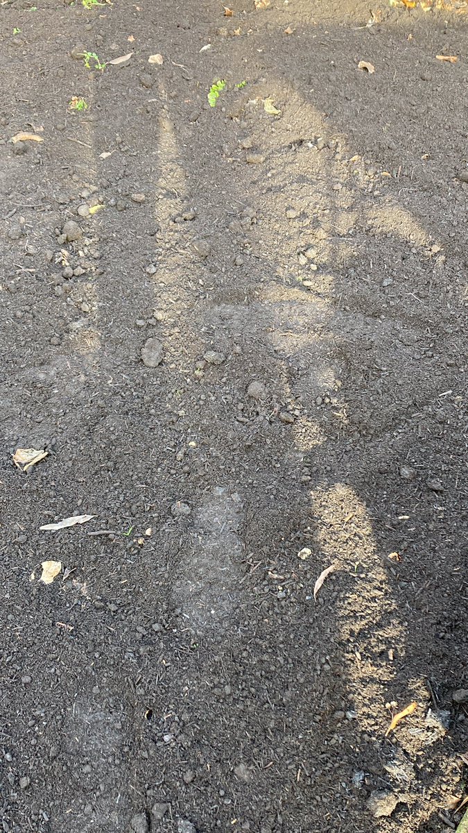 Vandaag de lessen van (veel te vroeg gestorven) Johan Koekoek in de praktijk brengen; niet spitten, maar compost toevoegen en #bodemleven het werk laten doen! Met dank aan <a href="/gemeentealtena/">Gemeente Altena</a> voor de compost! #WerkenMetDeNatuur #SamenKomJeVerder