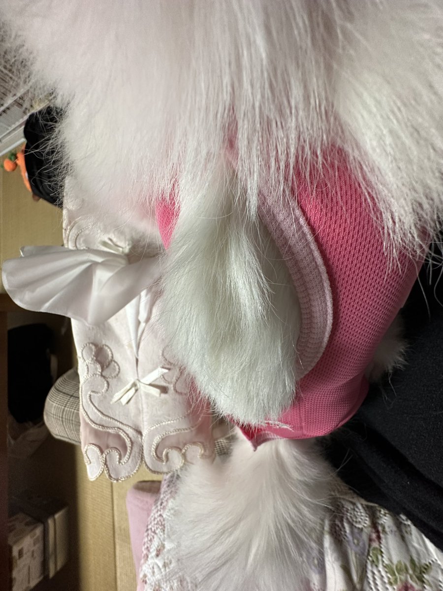 sub_takuan's tweet photo. ポポとティッシュ箱。
完全一致
#ポメラニアン　#ポメ https://t.co/6uyt3ex4xE
