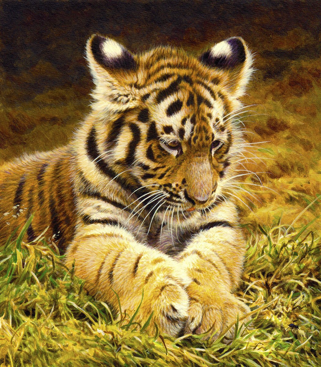 Stock_Artworks's tweet photo. Young tiger lying in grass
A New Image by Andrew Hutchinson
https://t.co/SdEQHoaBYM

#stockillustrations #illustrate #illustration #illustrator #illustratorsontwitter #stockillustrationoftheday #stockillustrationdaily #stockillustrationontwitter https://t.co/7bmXLVXY6Y