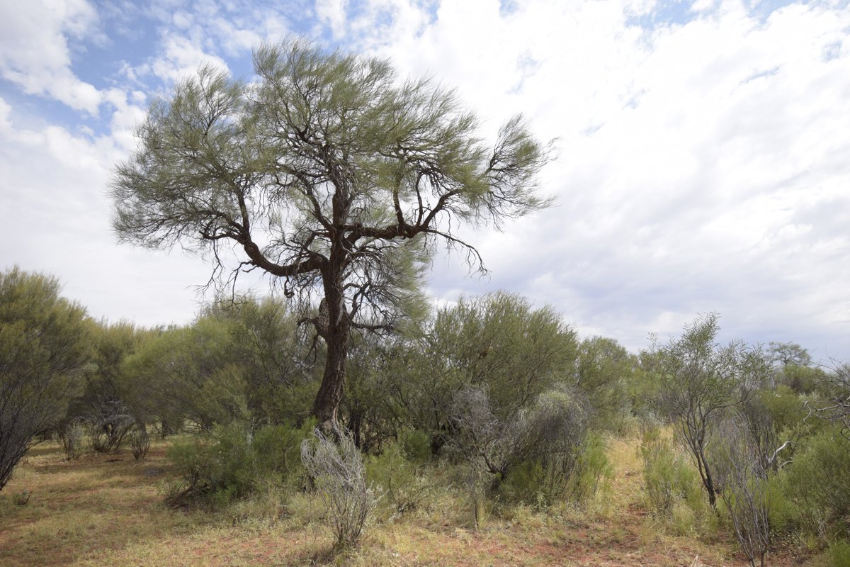 outbackyonder's tweet photo. One of Explorer John Forrest's marked trees - F52 from 1874. Lawrence Wells also marked this tree in 1896.
On Carnegie Station, Western Australia.
#outbackyonder #johnforrest #carnegiestation #westernaustralia #wiluna #gibsondsert https://t.co/RpPJzwiweK