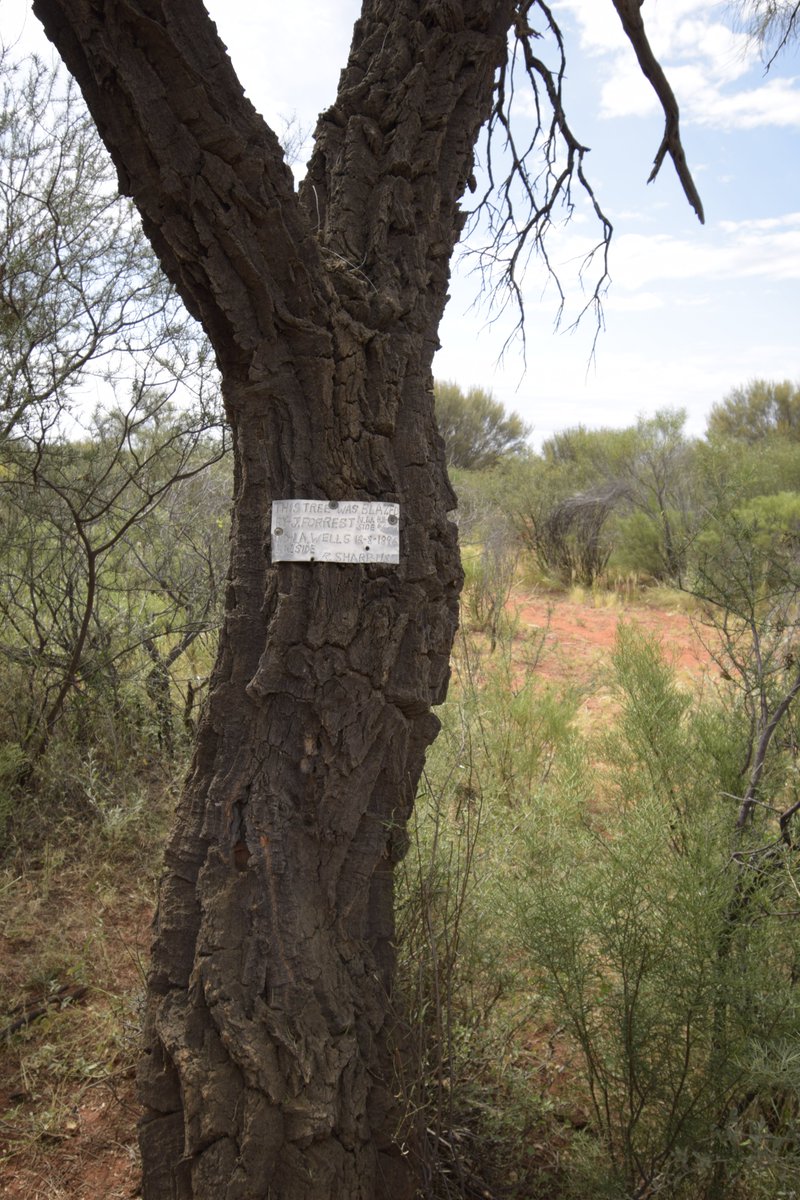 outbackyonder's tweet photo. One of Explorer John Forrest's marked trees - F52 from 1874. Lawrence Wells also marked this tree in 1896.
On Carnegie Station, Western Australia.
#outbackyonder #johnforrest #carnegiestation #westernaustralia #wiluna #gibsondsert https://t.co/RpPJzwiweK