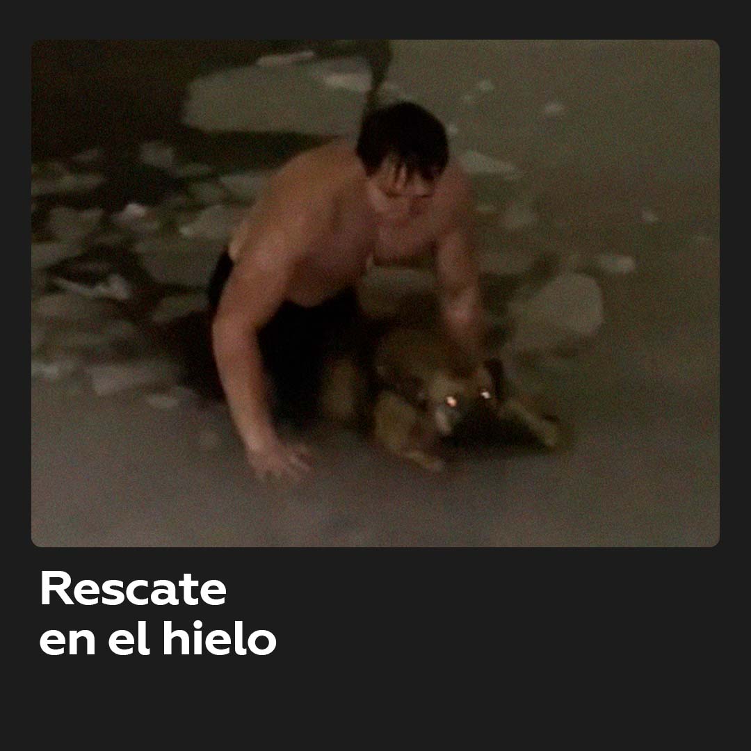 Dolgoprudny,Rusia,Hombre,Rescata,Perro,Estanque,Helado,Ciudad,Dolgoprudny,R...