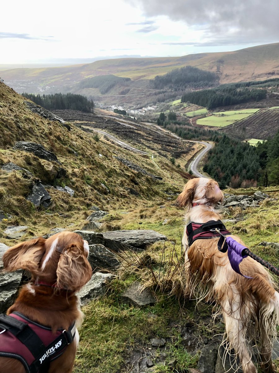 TEDxNantymoel's tweet photo. TEDxNantymoel organiser @andy_caress took a walk up the Bwlch with Monty and Humphrey today - Nantymoel and the valley look beautiful today! We are in the early stages of seeking funding to repeat the success of our first event - watch this space!! https://t.co/1elfICFEA2