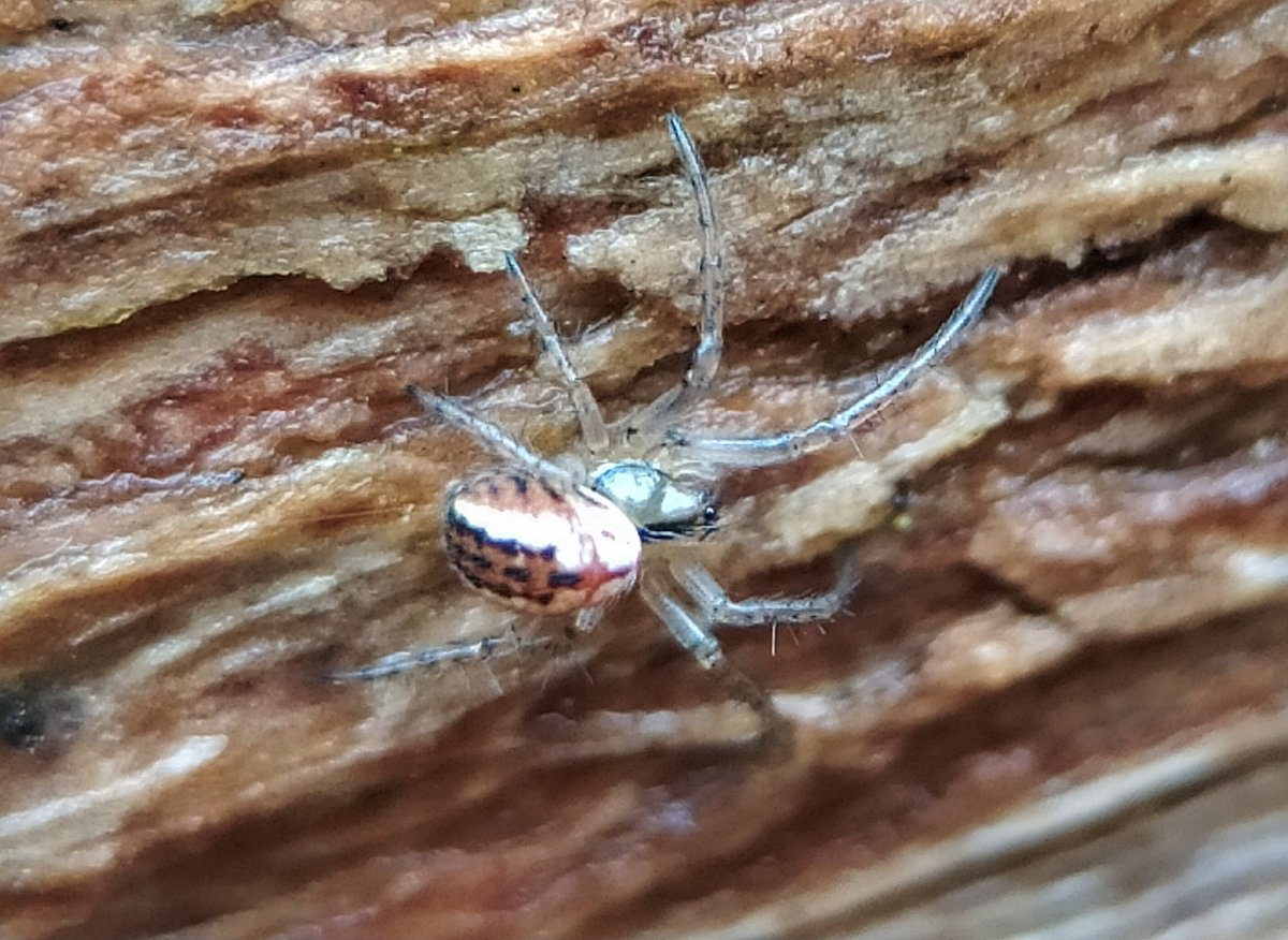 On the garden logpile this morning after heavy rain, a tiny & beautiful spider - thinking Mangora acalypha but haven't seen this species before? @BritishSpiders 
🕷💚🍃