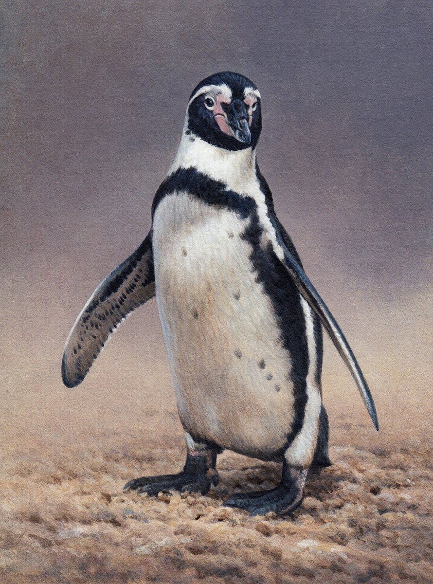 Stock_Artworks's tweet photo. Close up of Humboldt penguin
A New Image by Andrew Hutchinson
https://t.co/cOxnTBX1B6

#stockillustrations #illustrate #illustration #illustrator #illustratorsontwitter #stockillustrationoftheday #stockillustrationdaily https://t.co/wrrNQOKTPM