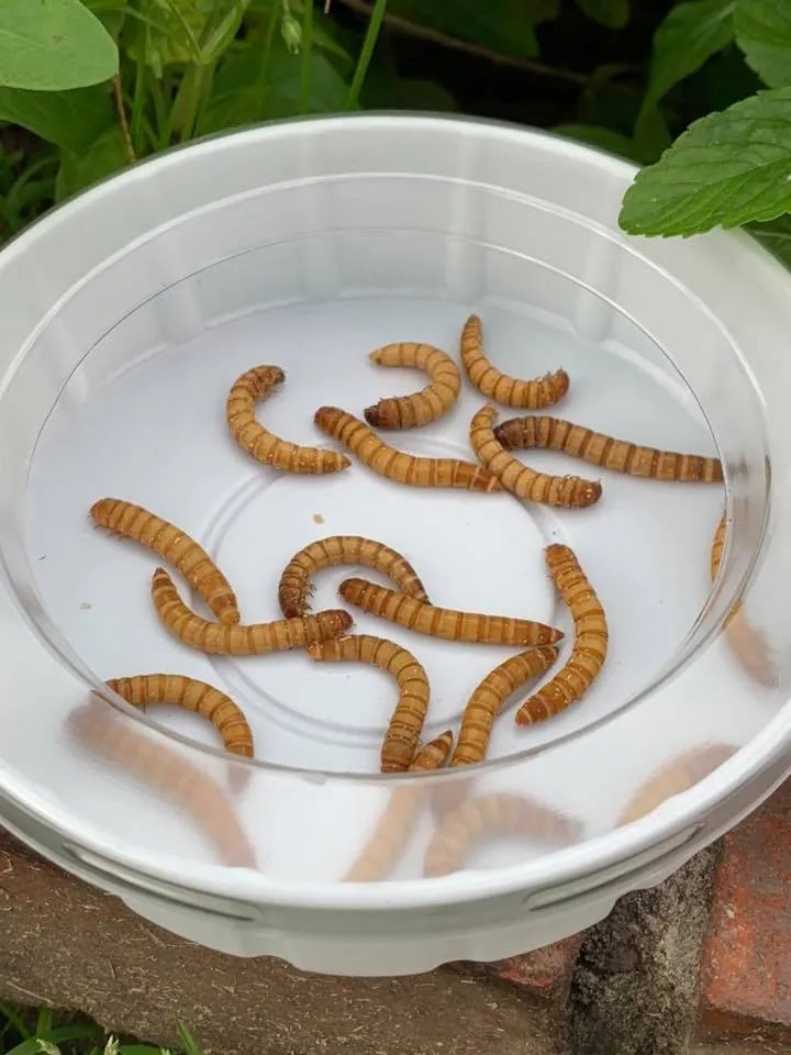 Sono appena andato in giardino per prendere il mio pranzo ecosostenibile a chilometro zero! Ricordati che se non sei parte della soluzione, sei parte del problema (ed un fascista).

#StopGlobalWarming #UltimaGenerazione