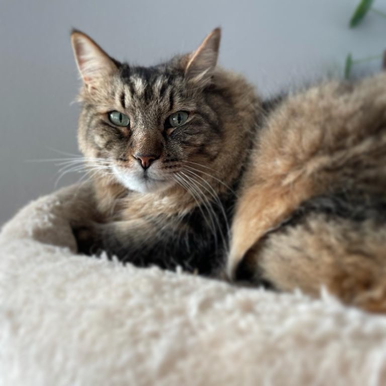 Topske's tweet photo. #CatsOfTwitter #Caturday Mr Bo the #pixiebobcat https://t.co/DtMh1OSzxx