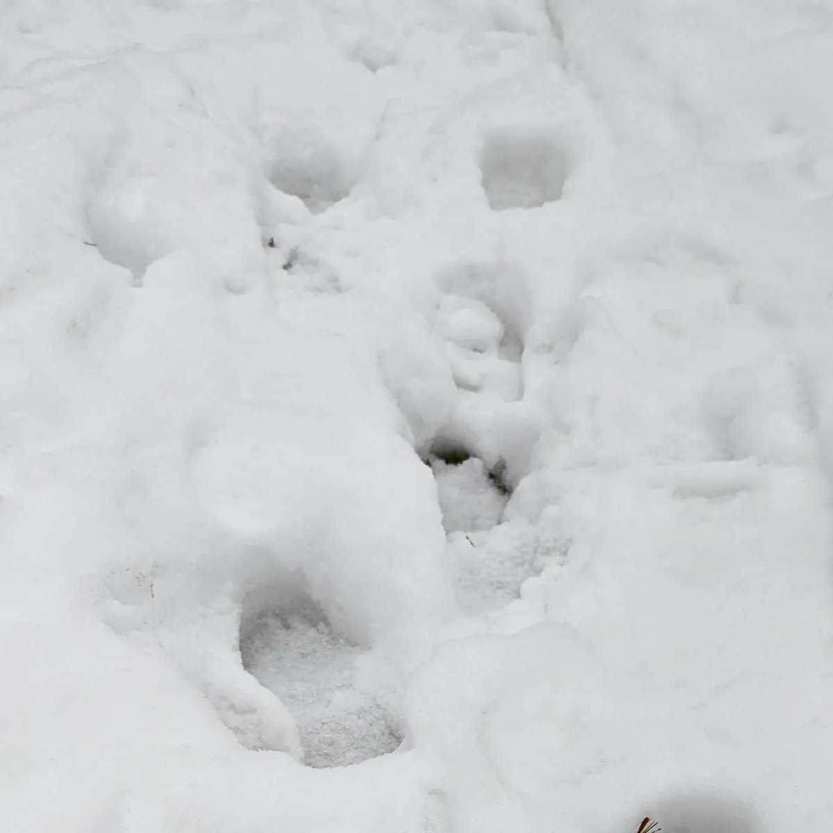 Do not walk on the ski trails. It makes holes in the trails that make conditions difficult and dangerous, especially for children who will be starting ski lessons tomorrow.