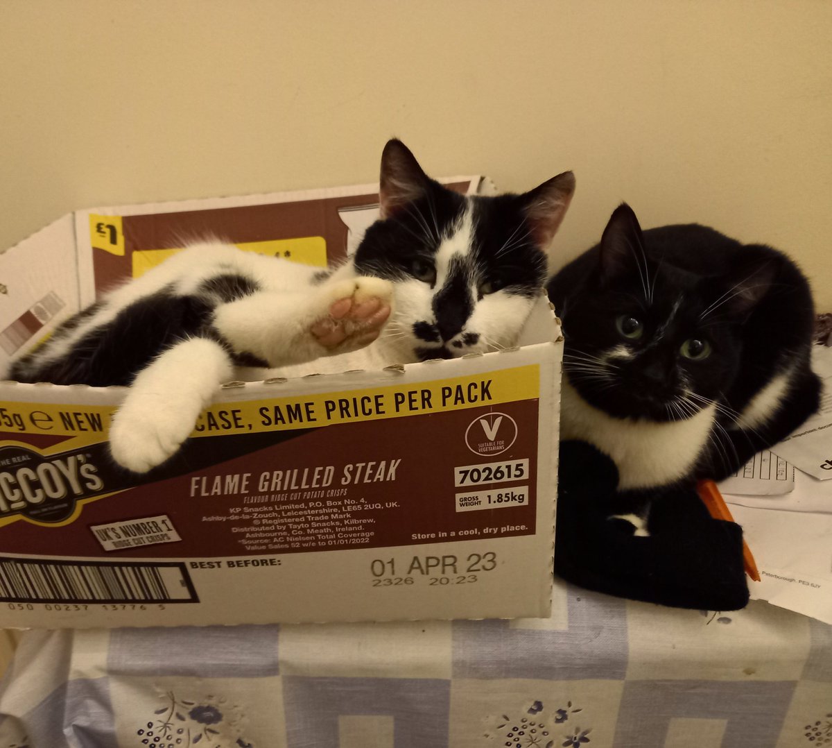 🏋‍♀️FeeBeLifts tweet media