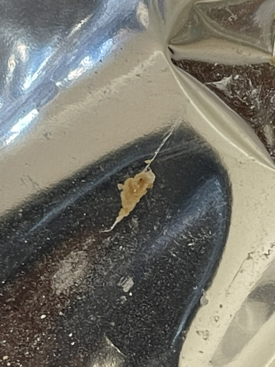 fats_za's tweet photo. On closer inspection @SallyWilliamsSA… Think this is the egg sack… 🫣🤢 https://t.co/8S9ZWpcZin