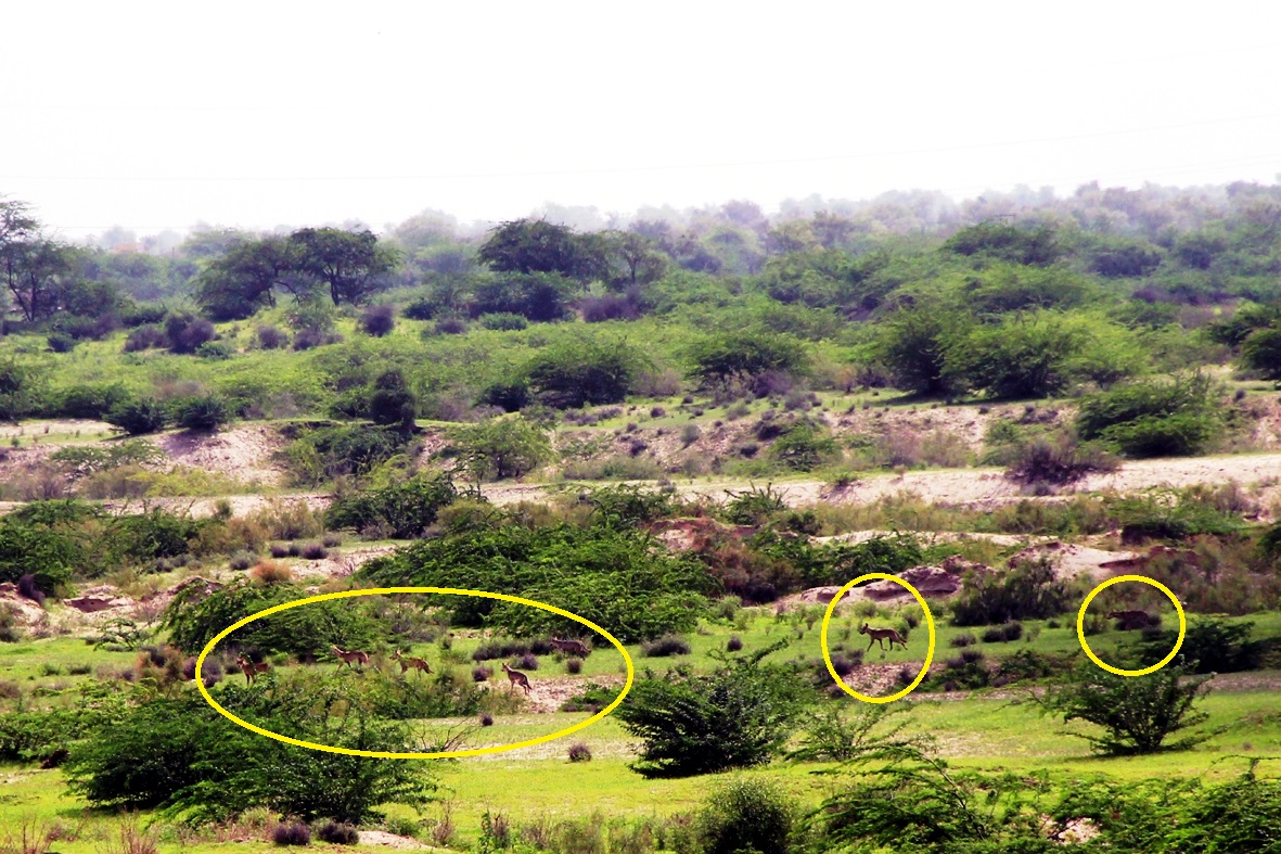 sumitdookia's tweet photo. A very rare photo (taken in 2015), a pack of 7 wolves in Luni river bed, near Jodhpur, Rajasthan. There is a small population of wolves in Thar Desert, roaming in very large area and facing huge challenge of retaliatory killing by livestock herders.  
@and_ecology @tgtrustindia https://t.co/x1xjMPLt7X