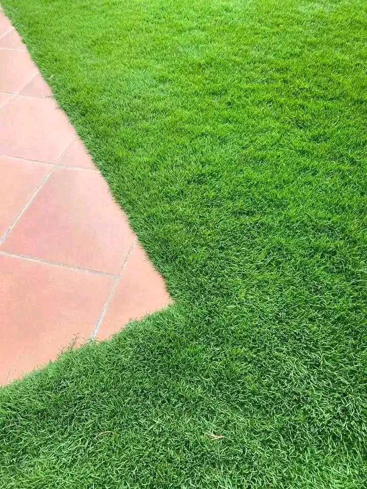 Landscape_Kenya's tweet photo. Arabic Soft Grass or Carpet Grass as many do call it
✓Very soft &amp; soothing to step on
✓Forms a lawn within 2 months when taken good care of
✓Very beautiful &amp; attractive
✓it is spongy

NOW AT A DISCOUNTED PRICE!!
Sh 1,500 inclusive delivery within Nairobi, Kiambu >>
0729223329 https://t.co/cqBLG3suCZ