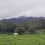 ツイートに含まれる画像