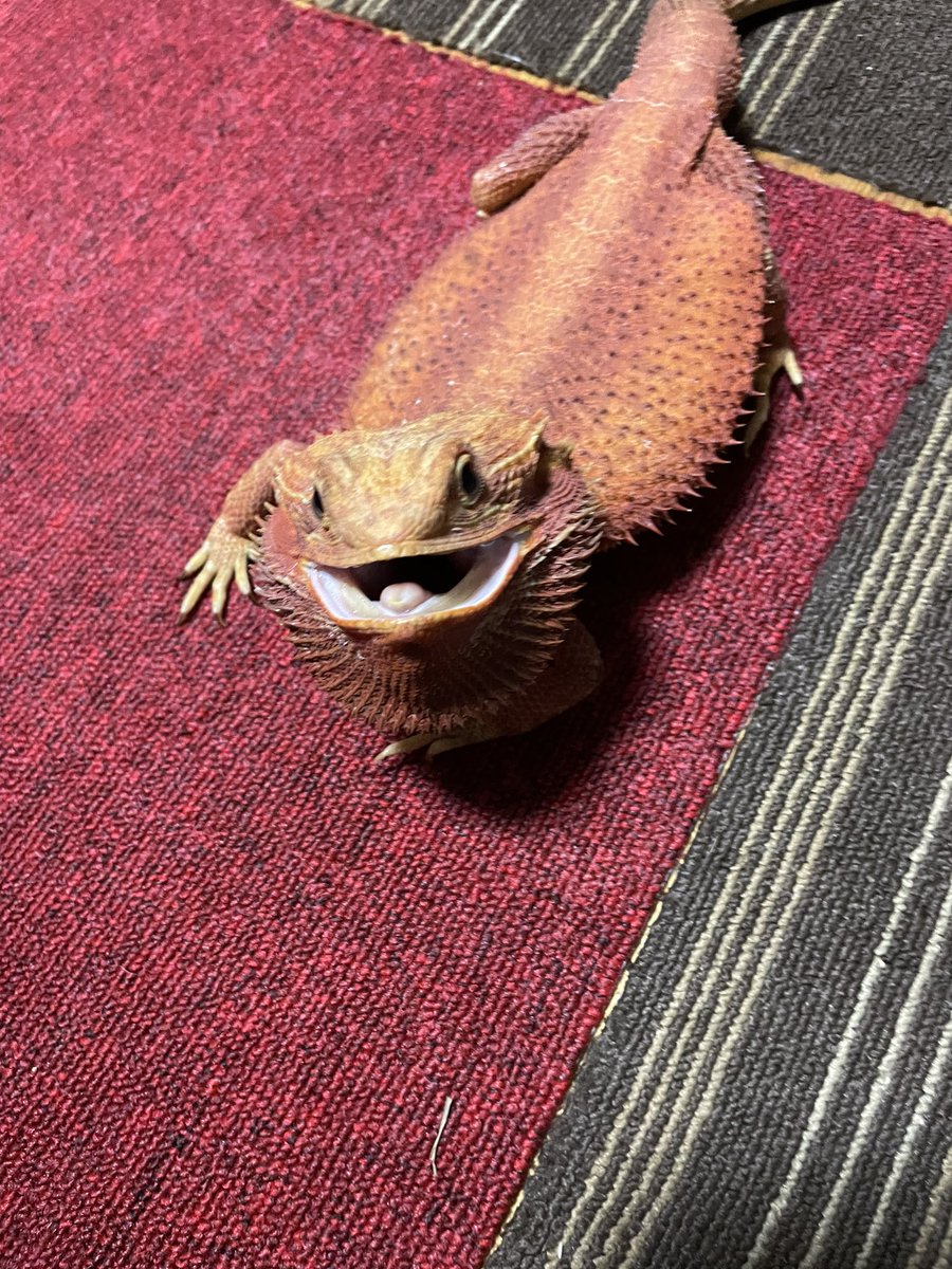 922_pk's tweet photo. 部屋んぽ中にまたいだら、激おこ😂
#フトアゴヒゲトカゲ
#フトアゴ
#beardedlizard
#beautiful https://t.co/GuRnqkC8k6
