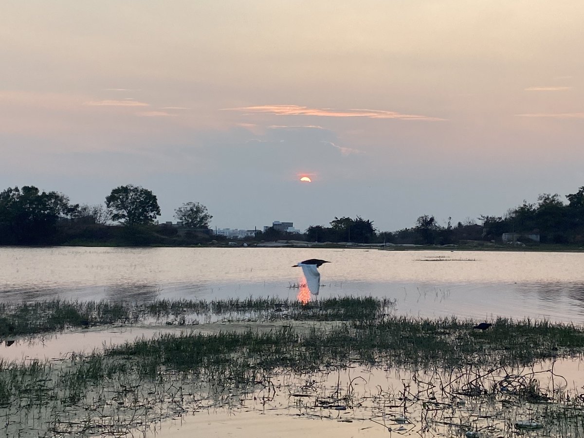 SKSahu29's tweet photo. Sunset vibes, happy times.

#sunset #NaturePhotography #nature https://t.co/BXSs8baJKo