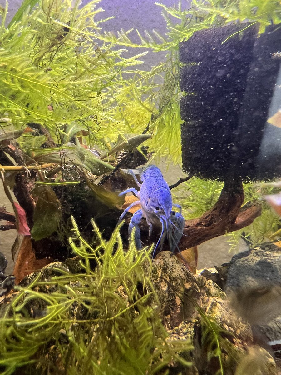 perugrina's tweet photo. Empezamos Enero con una mala noticia, se fueron para el cielo mis cangrejitos de río u.u pero dejaron  su legado❤️ https://t.co/1UWIyZ9Dp6