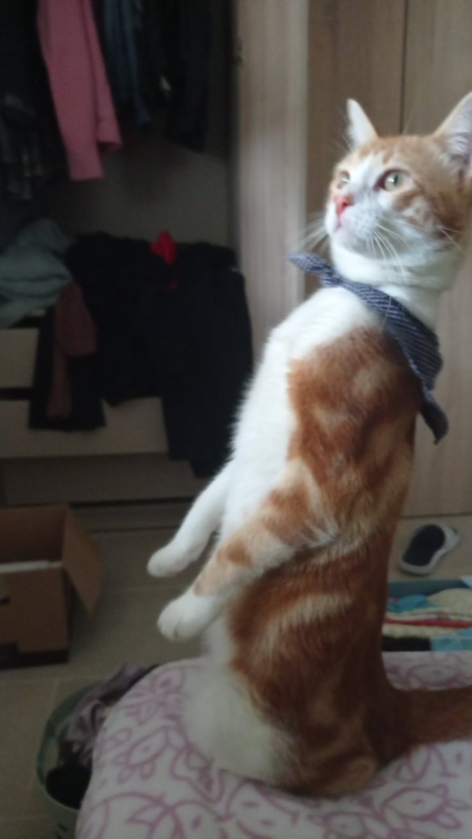 Is your cat weird? 
Me: nahhh why do u think that 
Also my cat:...