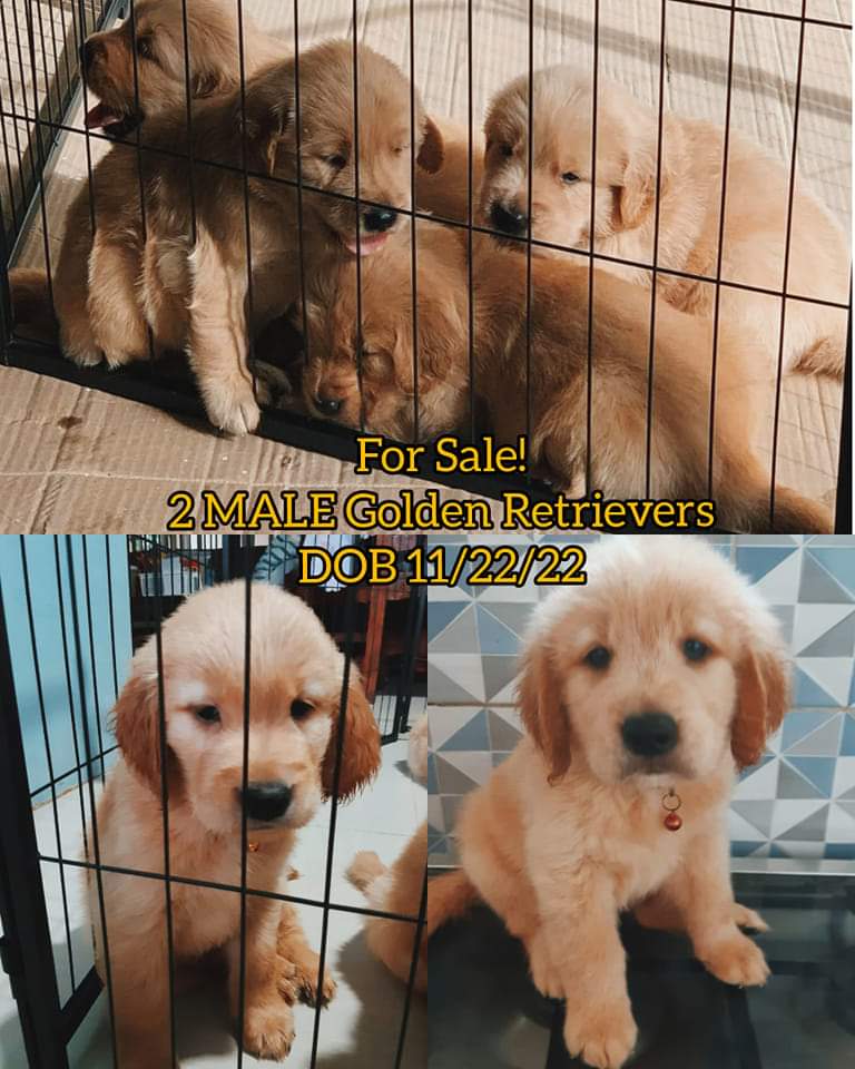 WTS/ LFB 2 MALE pure Golden Retrievers Puppies FOR SALE! DM for Deets!

#puppiesforsale #goldenretriever #petsmanila #petsforsale